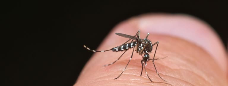 mosquito tigre dengue