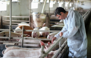 bienestar animal explotaciones porcinas