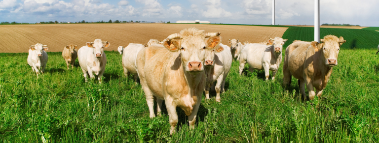 Producciones ganaderas ecológicas - vacas en una pradera