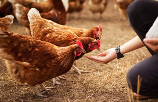 Gallinas en explotación ganadera avícola