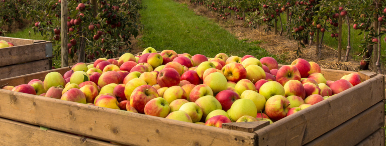 Fruticultura para la cosecha y recogida de frutas