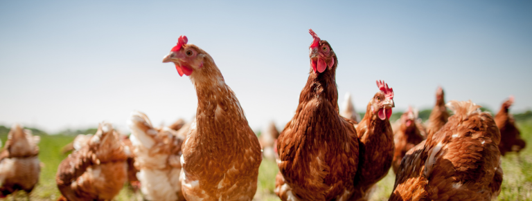 Bienestar animal en explotaciones avícolas