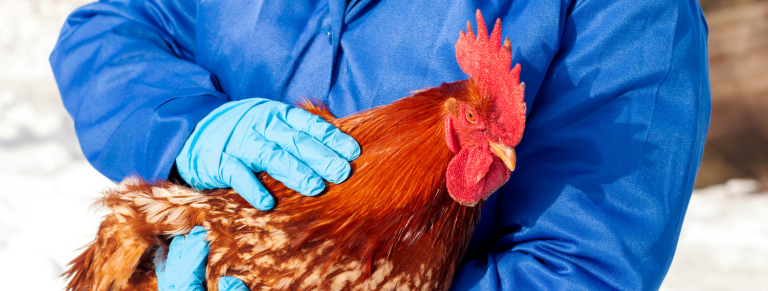 Nebulización en frío y bioseguridad veterinaria