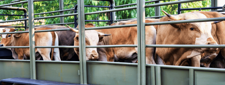Bienestar Animal durante el Transporte