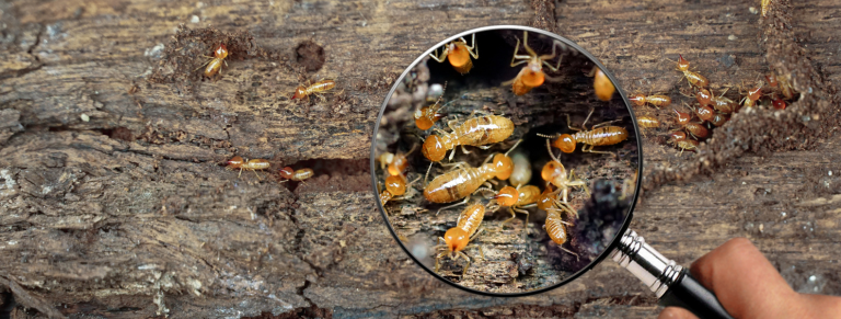 AUTORIZACIÓN EXCEPCIONAL DE TERMIDOR SC FRENTE A TERMITAS SUBTERRÁNEAS