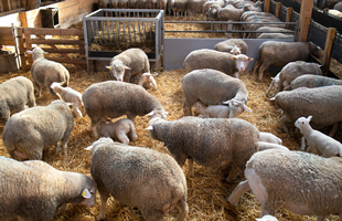 Curso Bienestar Animal en Explotaciones Ganaderas.